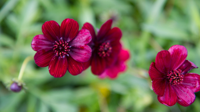 Blooms of chocolate cosmos flower