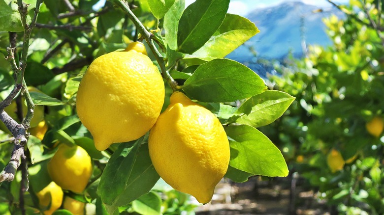 Lemons grow on the tree