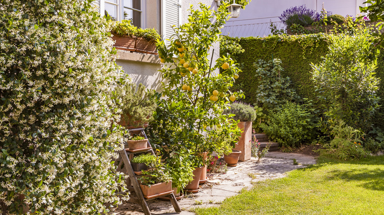 Landscape with lemon tree 