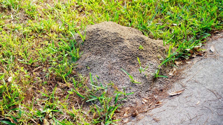 fire ant mound in grass 