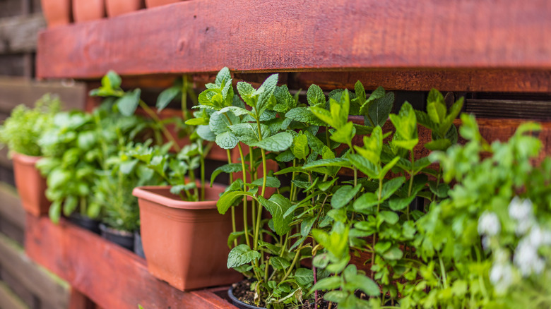 lemon balm in plant pots 