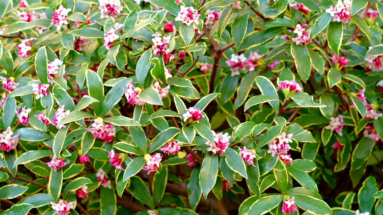 Leaves and flowers of daphne plant