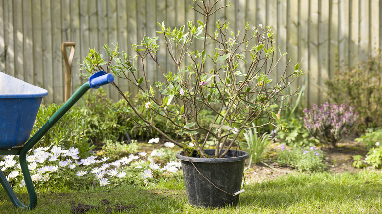 Daphne shrub in plastic pot