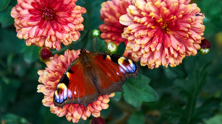 butterfly on a chrysanthemum