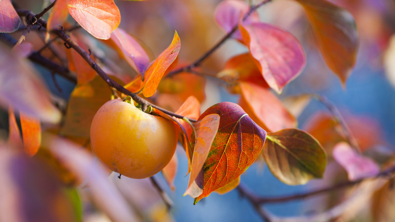 Persimmon fruit tree in the fall