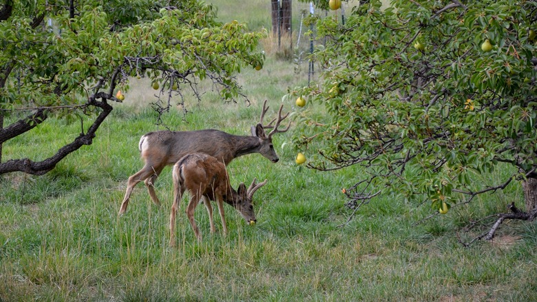 Two deer eating pears in an orchard
