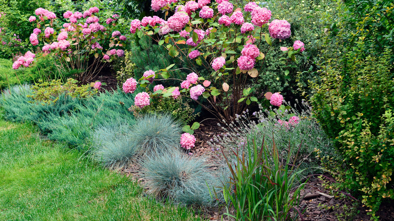 Hydrangeas and blue fescue grow together in a garden.