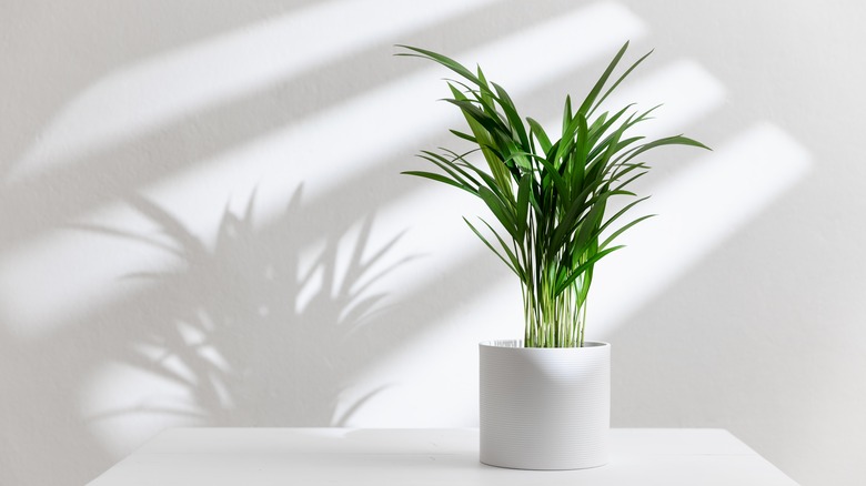 potted bamboo palm in white pot