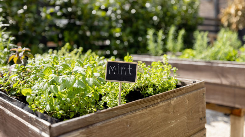 Mint growing near vegetable garden