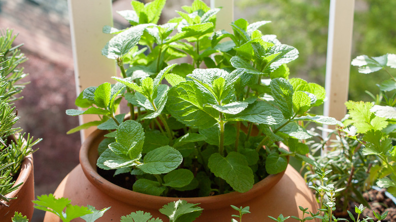 Mint growing in pot 