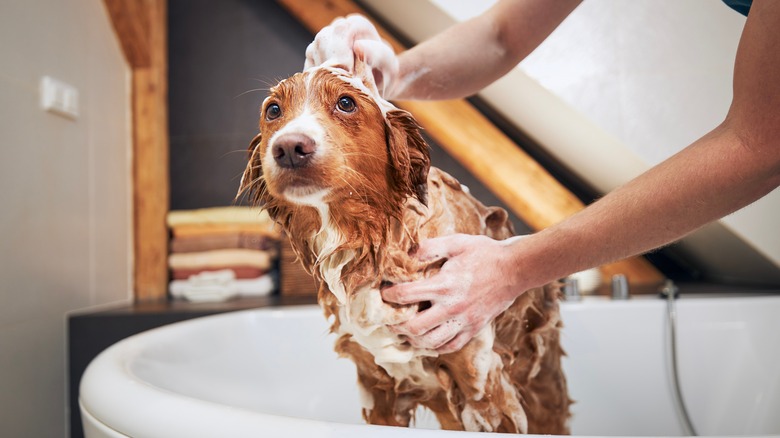 Dog getting bathed