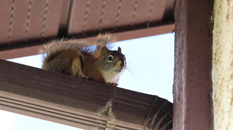 Squirrel perched on an eave 