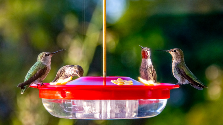 https://www.housedigest.com/img/gallery/the-clever-trick-that-keeps-ants-out-of-your-hummingbird-feeder/intro-1692706694.jpg