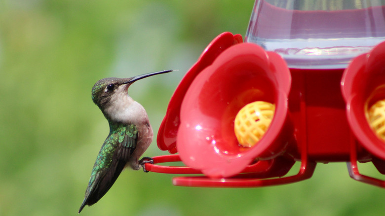 hummingbirds on feeders