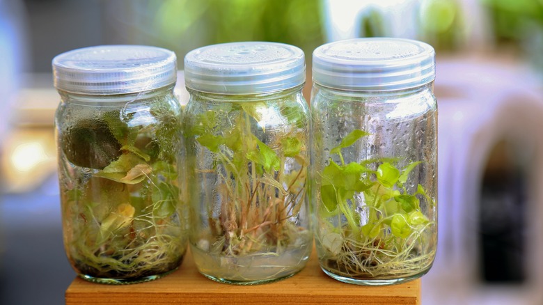 Three glass jar terrariums