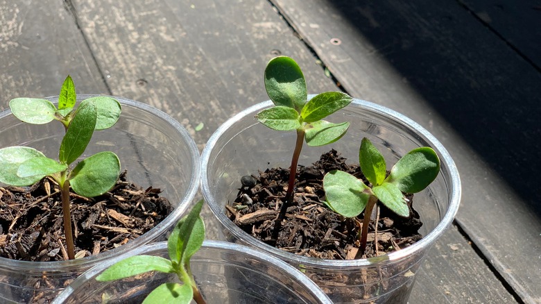 disposable plastic cup planters