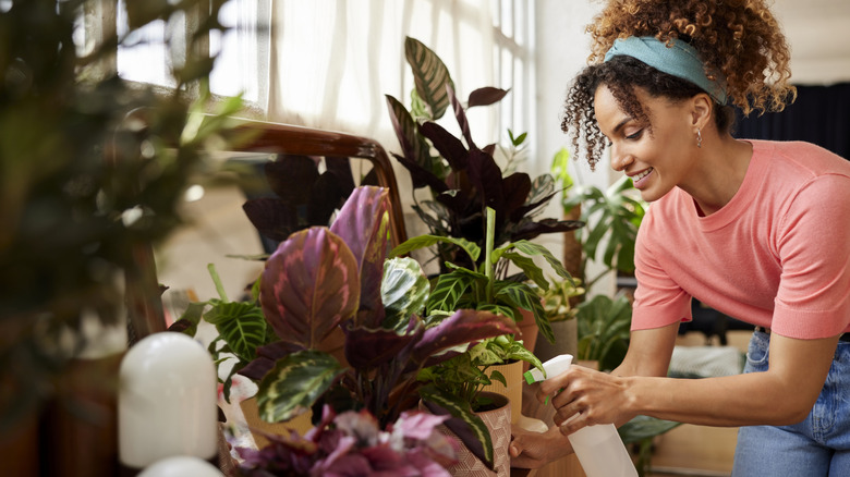 A woman is spraying her houseplants with a water bottle.