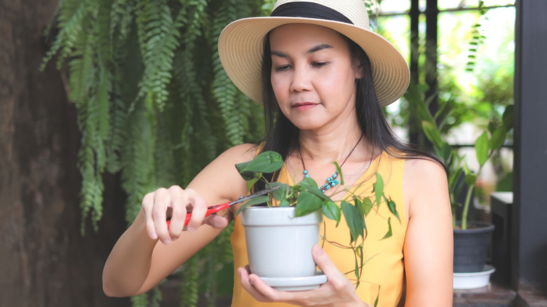 A woman is holding and trimming a potted houseplant.