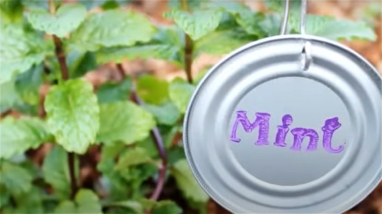 Mint label on lid