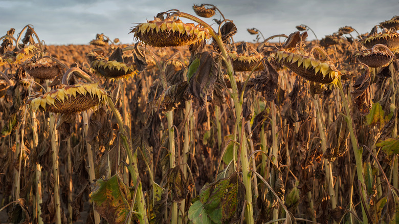 dried sunflower stalks