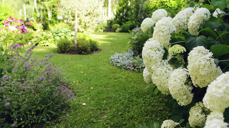 Hydrangea plant in yard