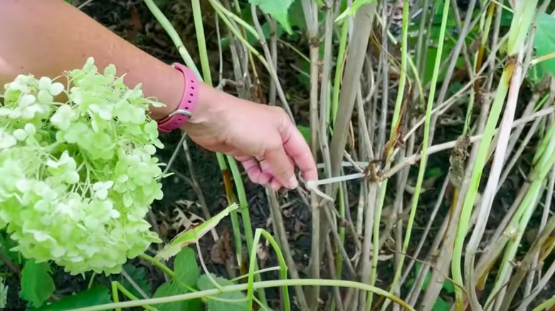 Person pulling zip tie around hydrangea stems