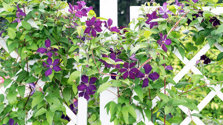 A purple flowering clematis vine covers a white open fence.