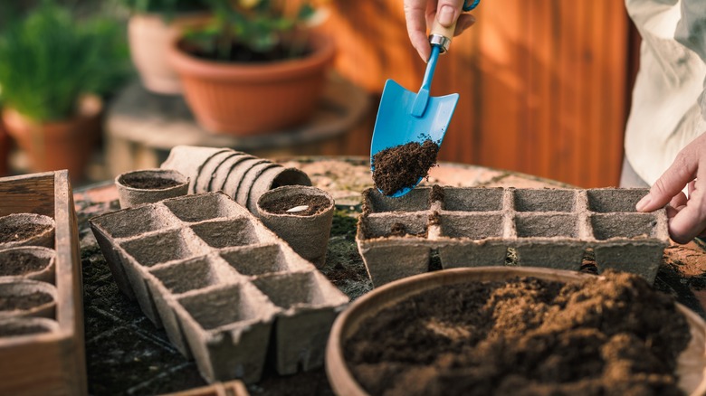 The Coconut Coir Hack That Helps You Know When To Water Seedlings