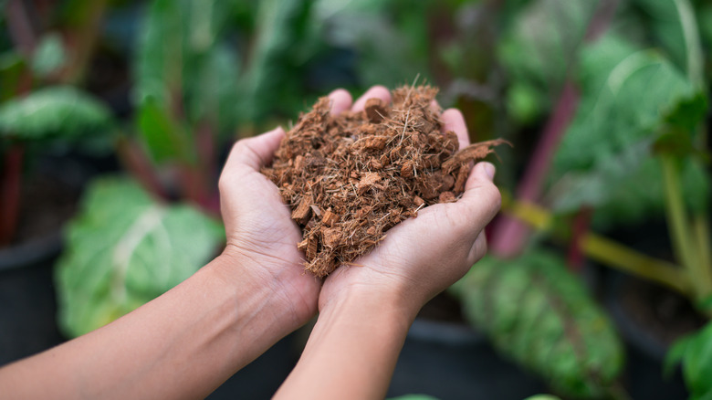 two hands holding coconut coir