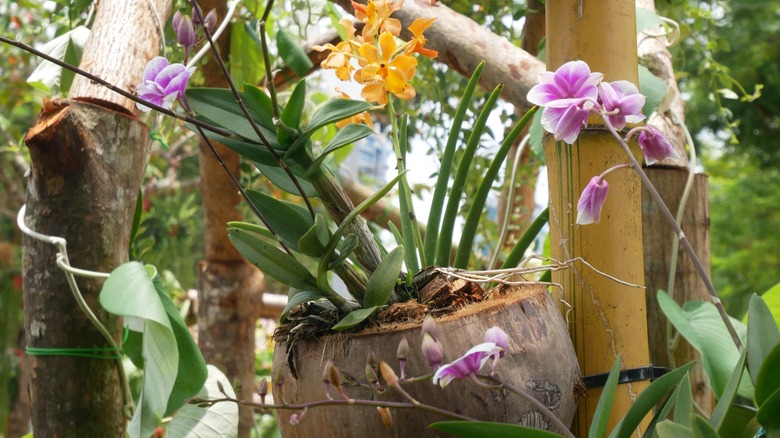 Orchid in coconut shell