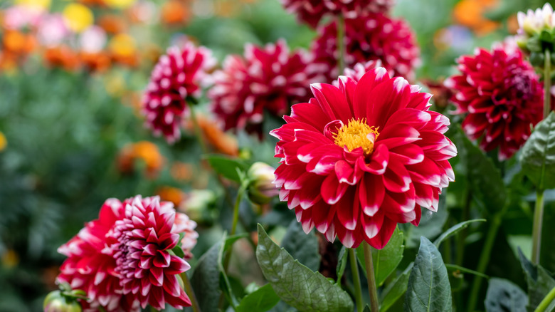 Blooming red and yellow dahlias