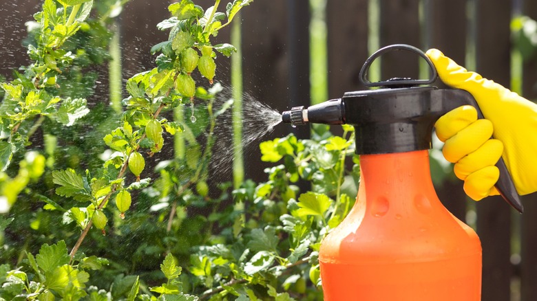 spraying garden plants