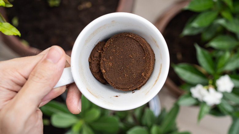 coffee grounds for gardening