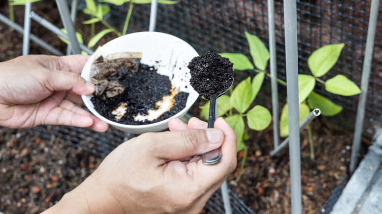 Scooping used coffee grounds into garden
