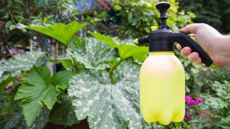 Hand spraying squash plant leaves