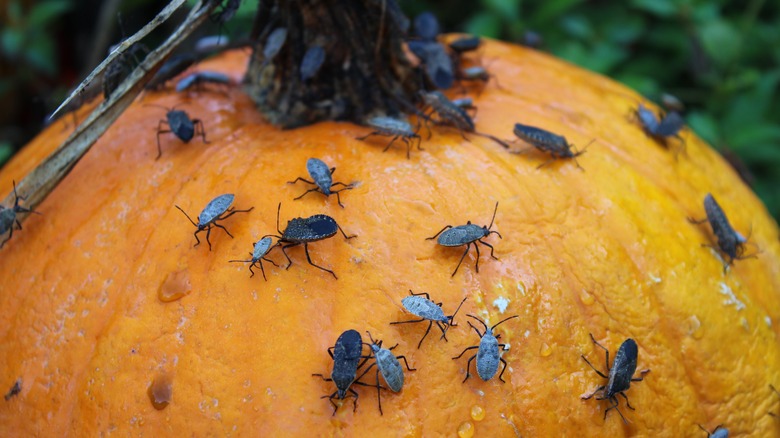 Squash bugs on wet pumpkin