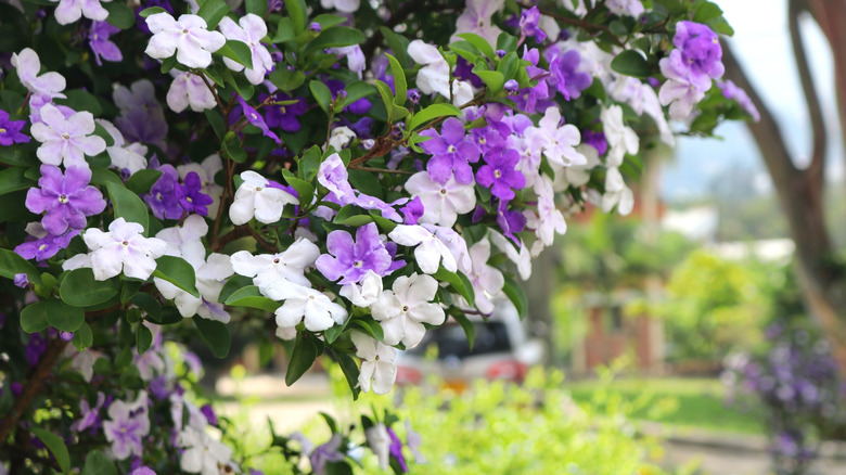 Brunfelsia shrub closeup showing the different colored flowers from deep purple to white