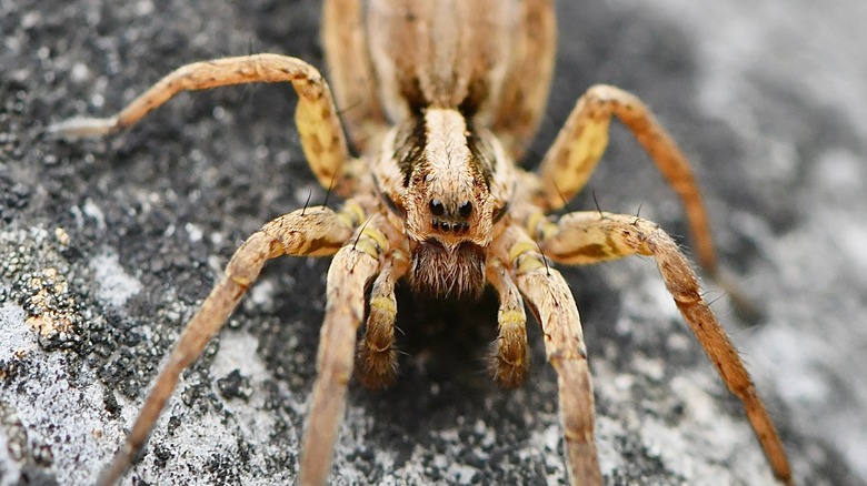 Wolf spider