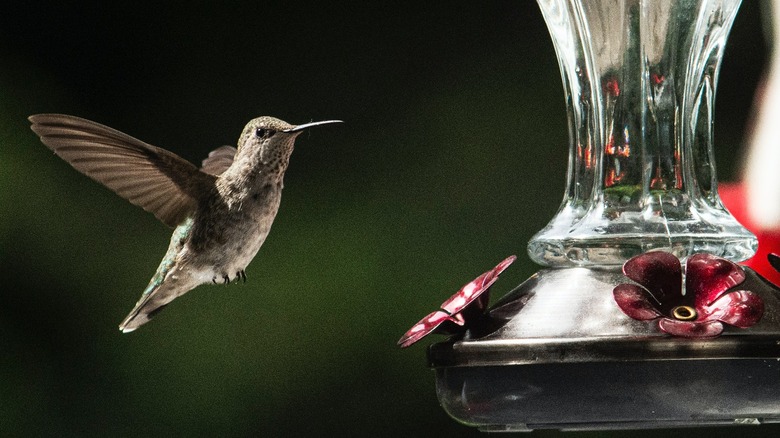 Hummingbird flying near feeder