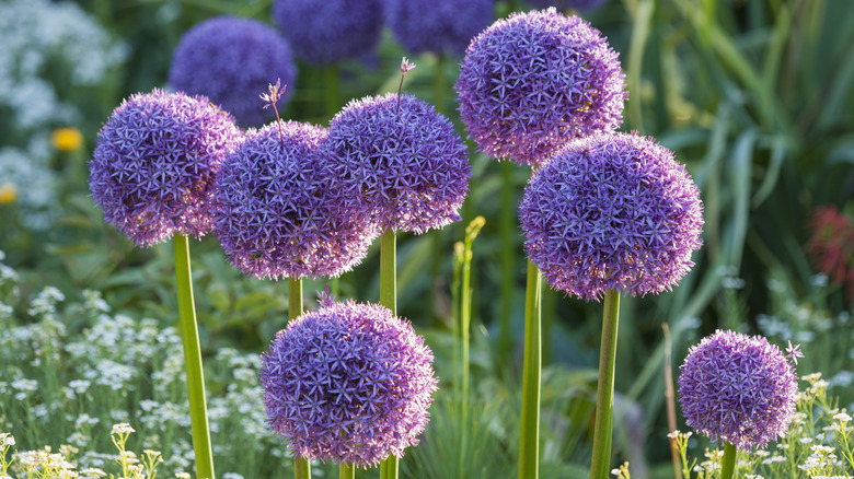 purple allium flowers