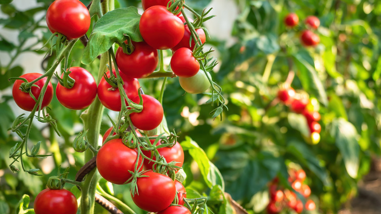 The Colorful Flower That'll Upgrade Your Garden's Tomato Game