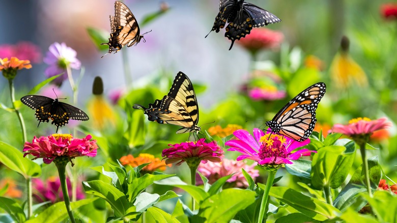 Butterflies on zinnias