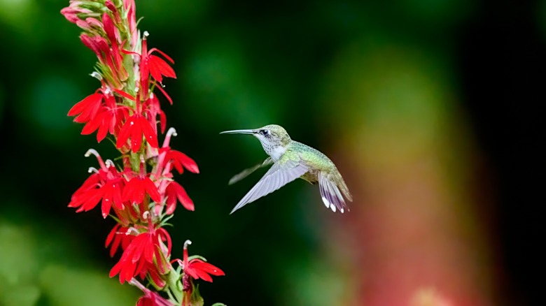 Hummingbird near flowers