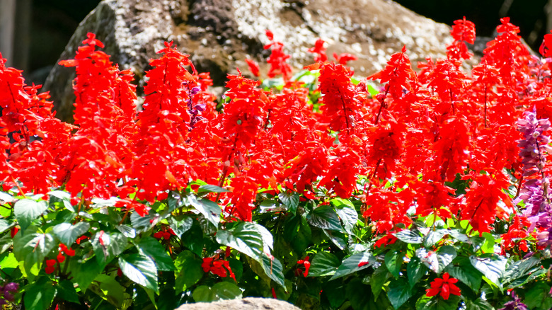 Lobelia cardinalis