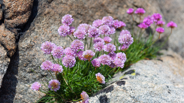 Clumps of sea thrift thriving and blooming in a rock crevice