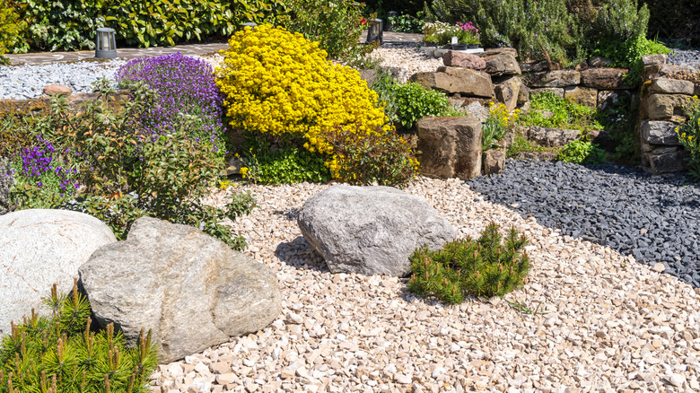 Different plants growing in a rock garden