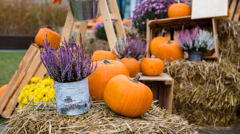 pumpkins and lavender on hay bales