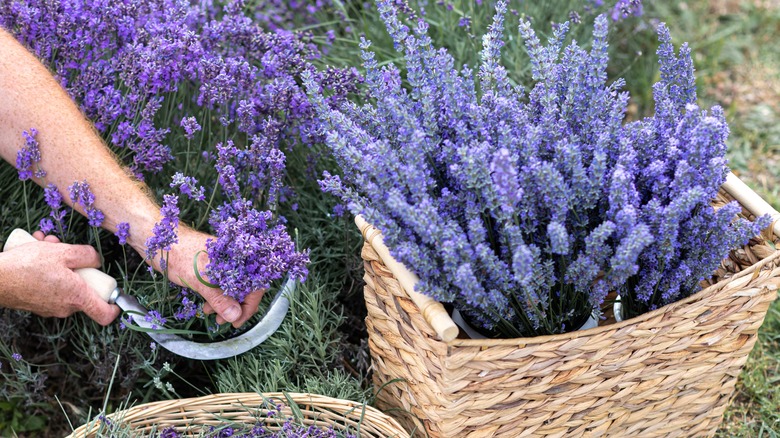 harvesting lavender with a sickle and basket