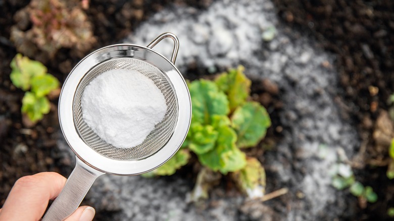 sprinkling soil around a plant with baking soda