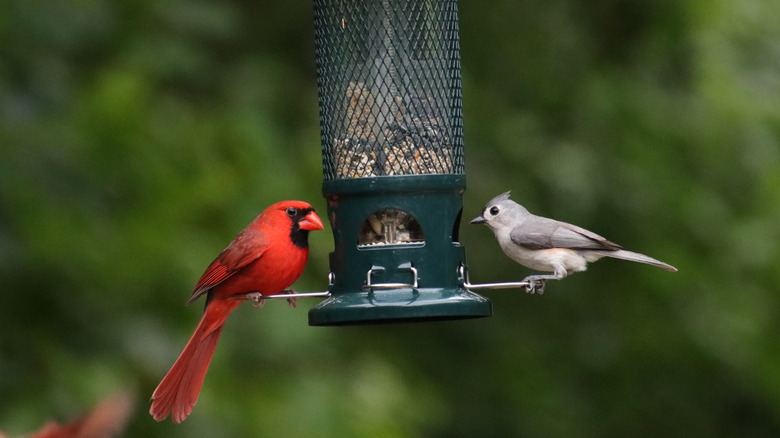 cardinal and titmouse at feeder